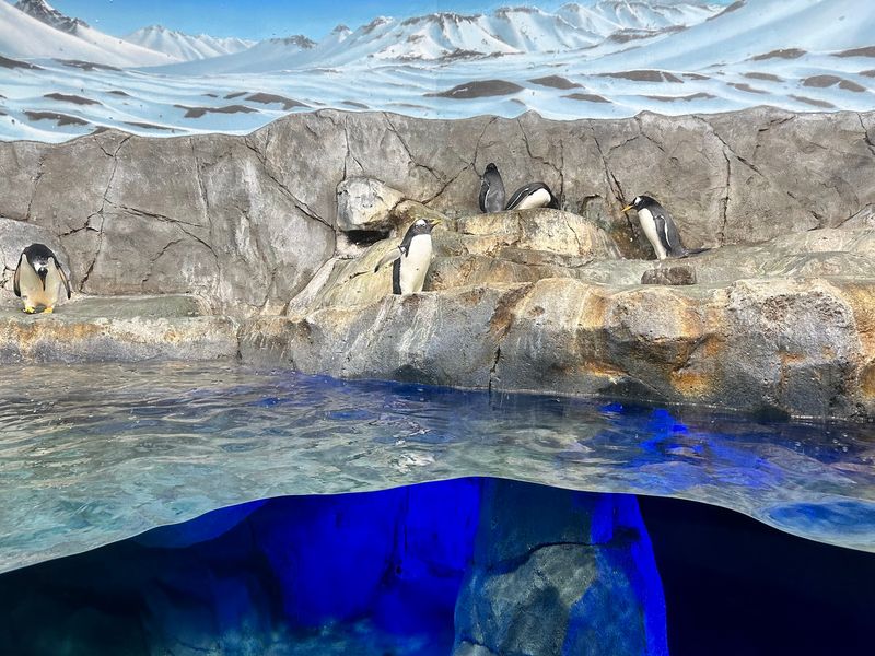 Penguins Rock and the Birds That Never Sit Still Penguins Rock and the Birds That Never Sit Still