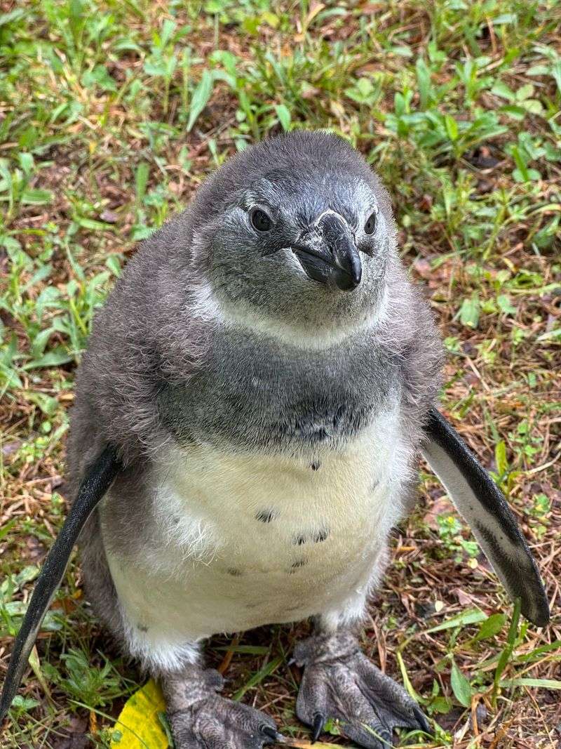 Penguins With Personalities Bigger Than Their Bodies Penguins With Personalities Bigger Than Their Bodies