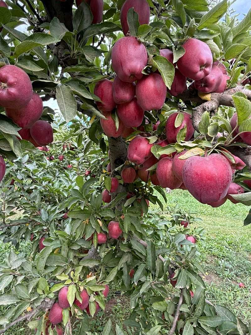 Picking Your Own Apples Straight Off The Tree
