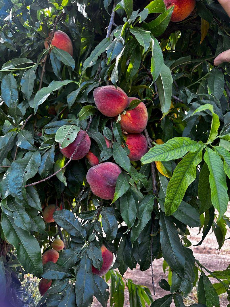Picking Your Own Peaches Straight Off the Branch