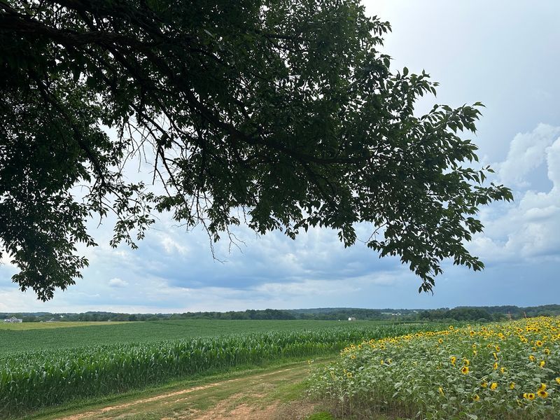 Picnic Spots Among The Rows