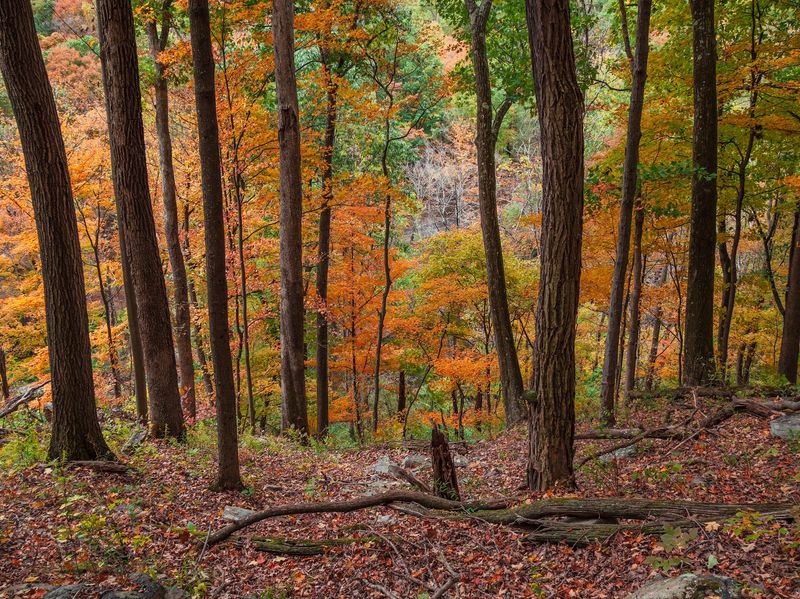Pine Plantations That Give the Forest Its Scent