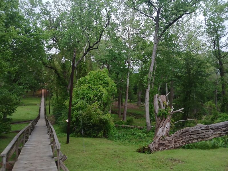 Piney Woods Greenery That Borders On Tropical