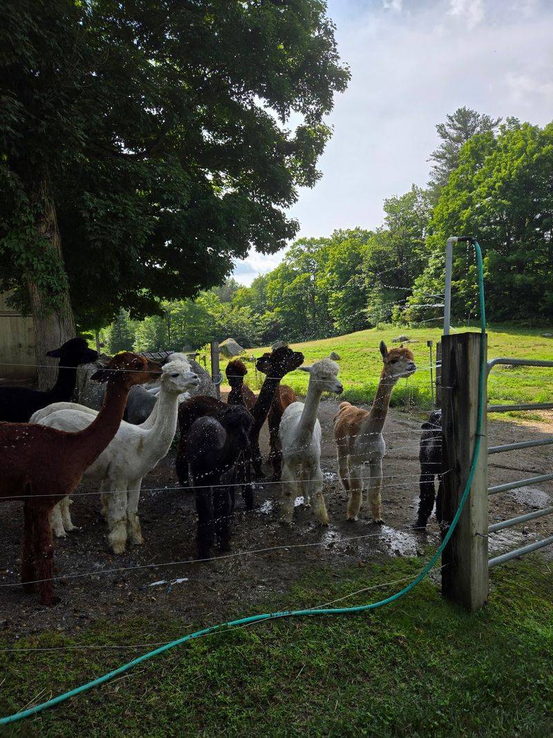 Plan Your Visit to Skyeview Alpacas Today Plan Your Visit to Skyeview Alpacas Today