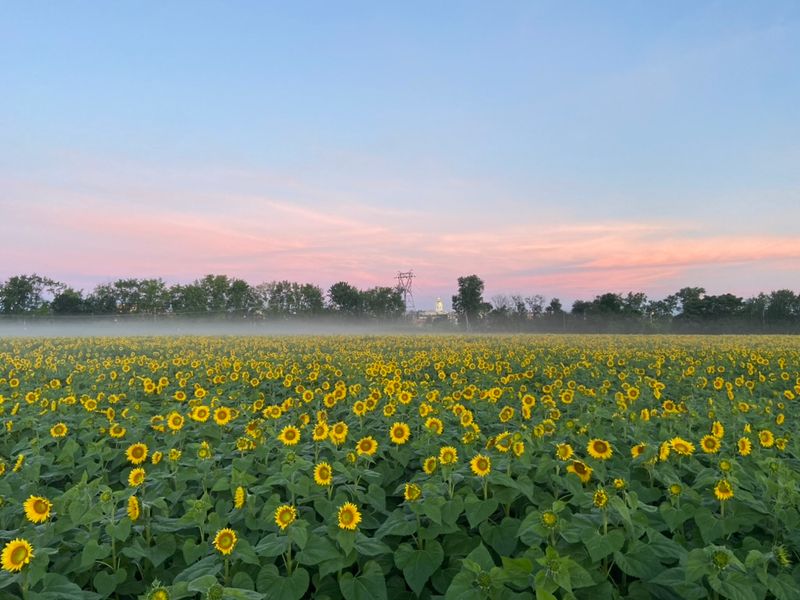 Plan Your Visit to Sunfox Farm in Concord Plan Your Visit to Sunfox Farm in Concord