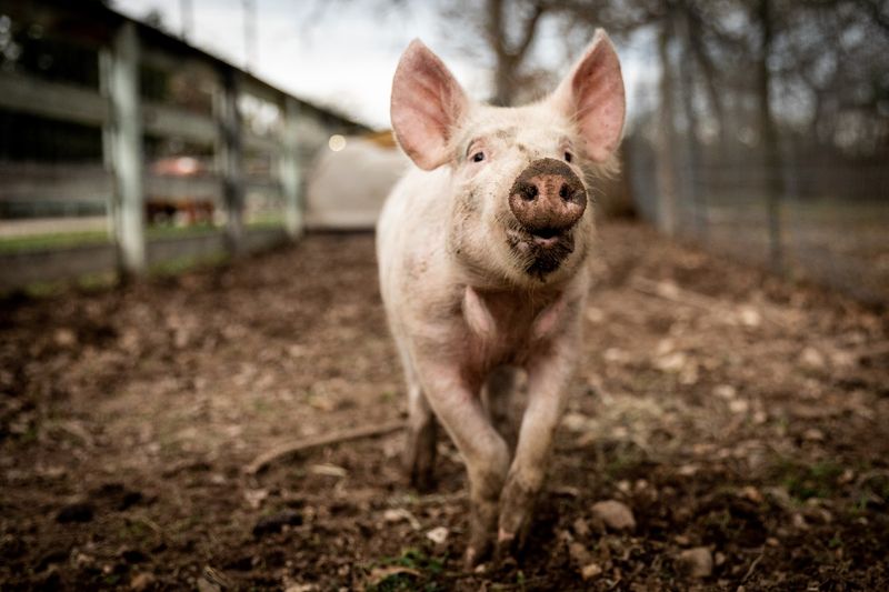 Planning Your Visit to Austin Farm Sanctuary