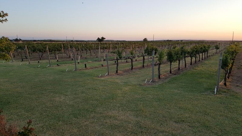 Plymouth Valley Cellars And Its Quiet Vineyard Grounds