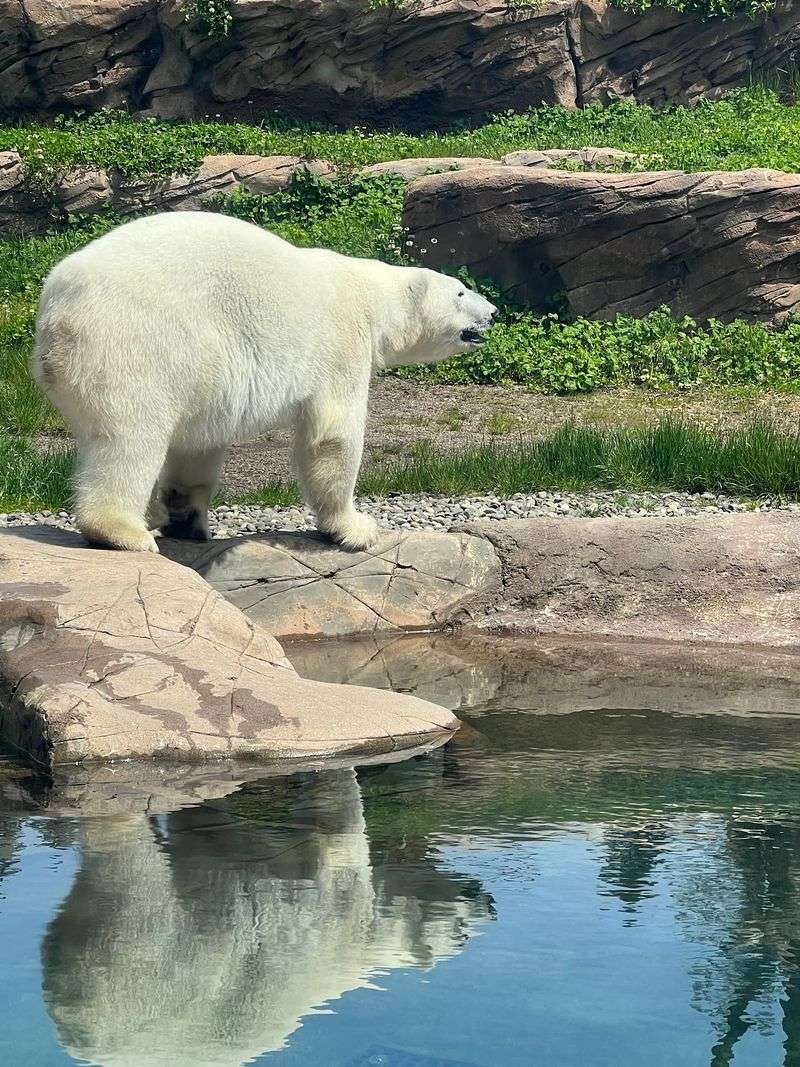 Polar Bears Behind Glass, Closer Than Expected