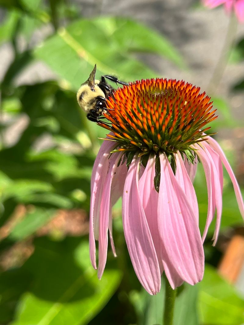 Pollinator Gardens Buzzing Between the Exhibits