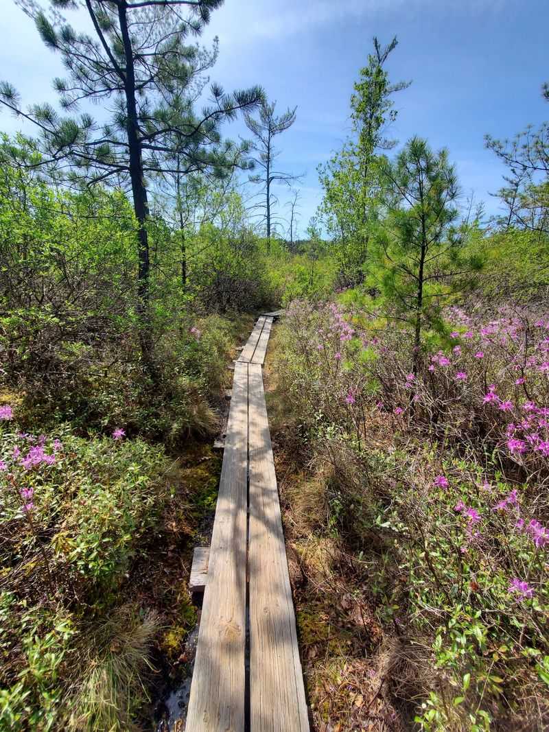 Ponemah Bog Wildlife Sanctuary