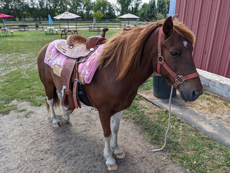 Ponies Add Extra Farm Fun Ponies Add Extra Farm Fun