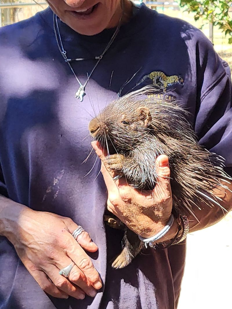 Porcupines And Other Unexpected Neighbors Porcupines And Other Unexpected Neighbors