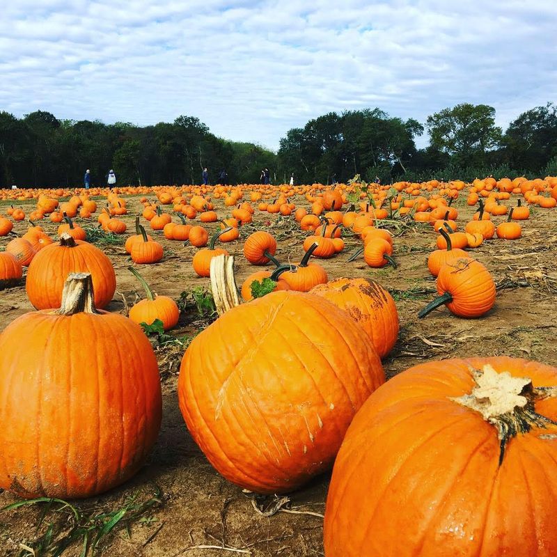 Pumpkin Patches And Hayrides When The Weather Turns