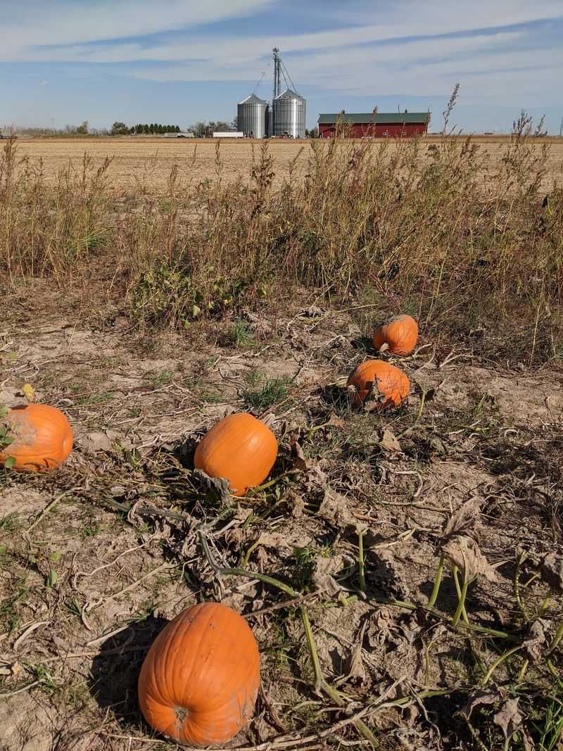 Pumpkins, Kettle Corn, And Snacks Worth Slowing Down For