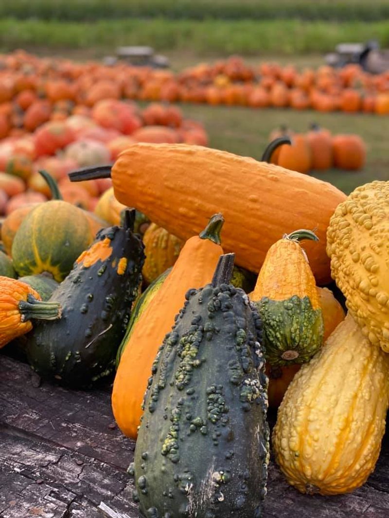 Pumpkins, Snacks, And The Farm Store Haul Pumpkins, Snacks, And The Farm Store Haul