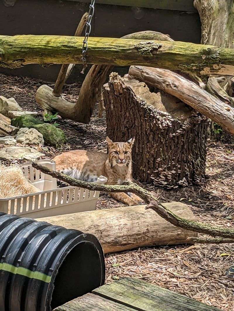 Pure Animal Wonder