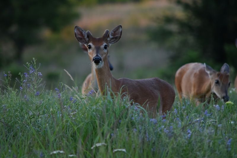 Quiet Evenings, Deer, And A Town Just Down The Road Quiet Evenings, Deer, And A Town Just Down The Road