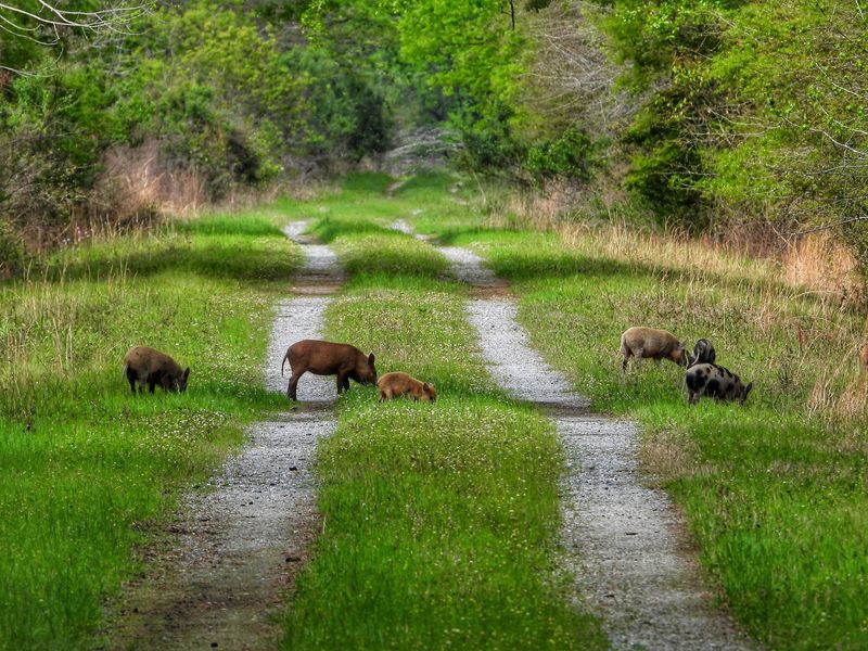 Quiet Trails Through Woodlands That Deserve More Attention