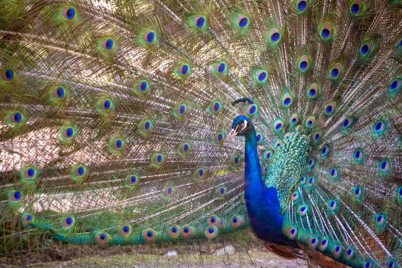 Rainbow Chaos in the Lory Parrot Aviary