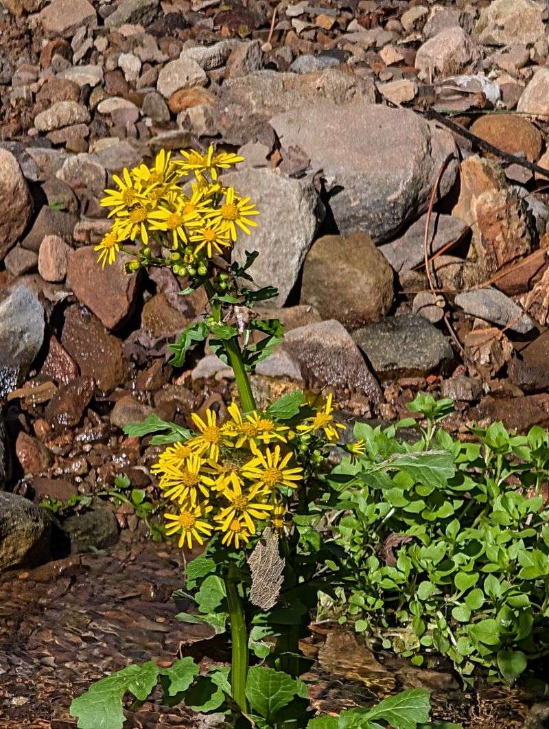 Rare Plants and Wildlife That Make Every Visit Feel Like a Discovery