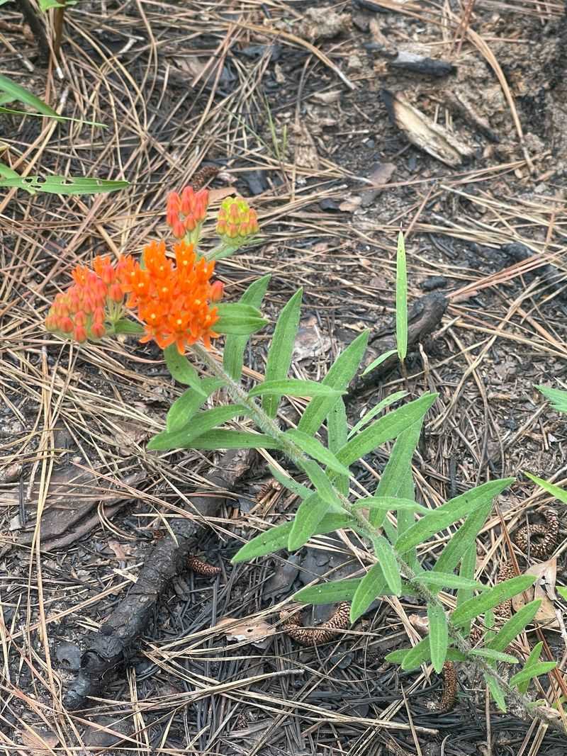 Rare Wildflowers Hiding In Plain Sight Rare Wildflowers Hiding In Plain Sight