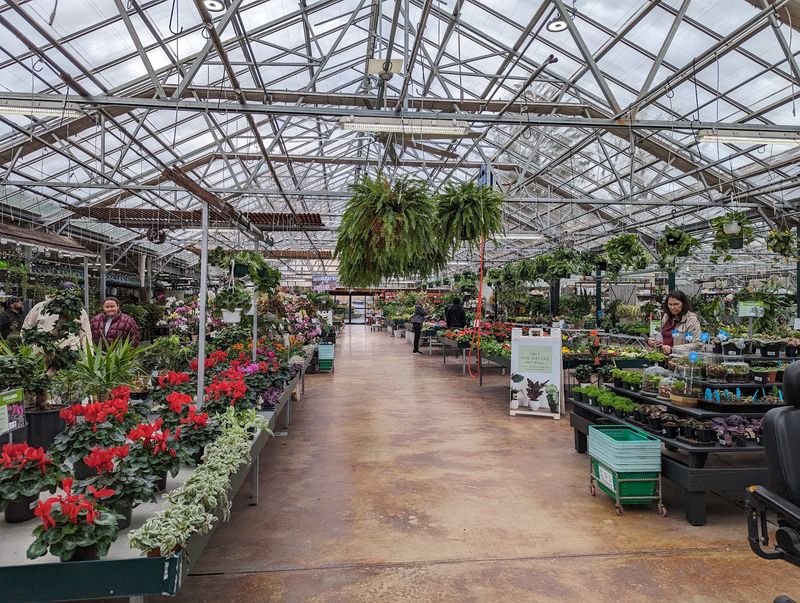 Rare and Unusual Houseplants Worth Hunting Down