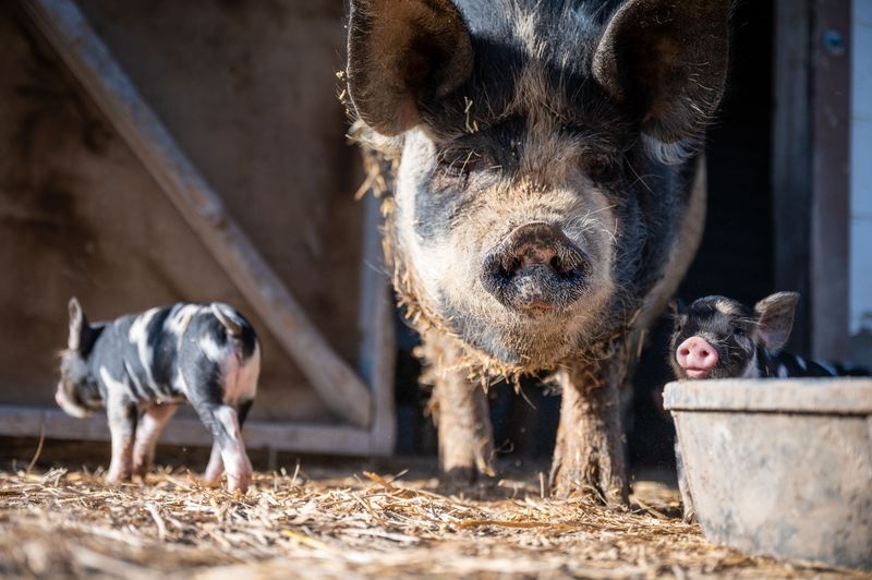 Ready To Meet Some Pigs With Real Personalities? Ready To Meet Some Pigs With Real Personalities?