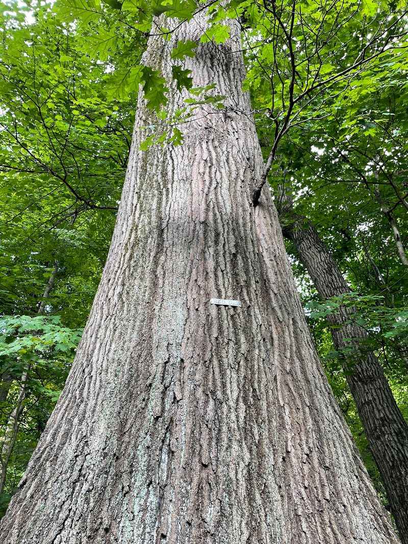Record Setting Trees You Can Actually Walk Up To