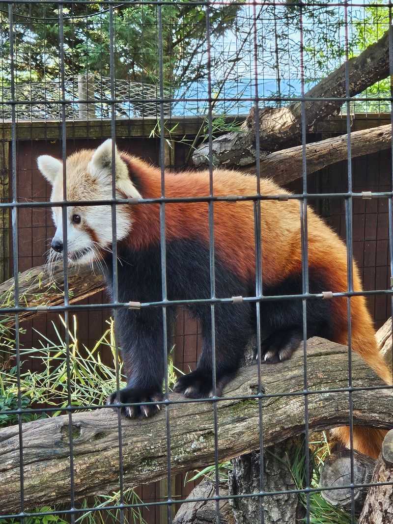 Red Pandas Stealing The Whole Show Red Pandas Stealing The Whole Show