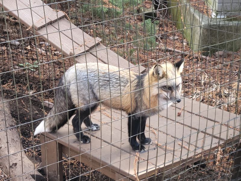 Red Wolves And A Conservation Story Worth Hearing Red Wolves And A Conservation Story Worth Hearing