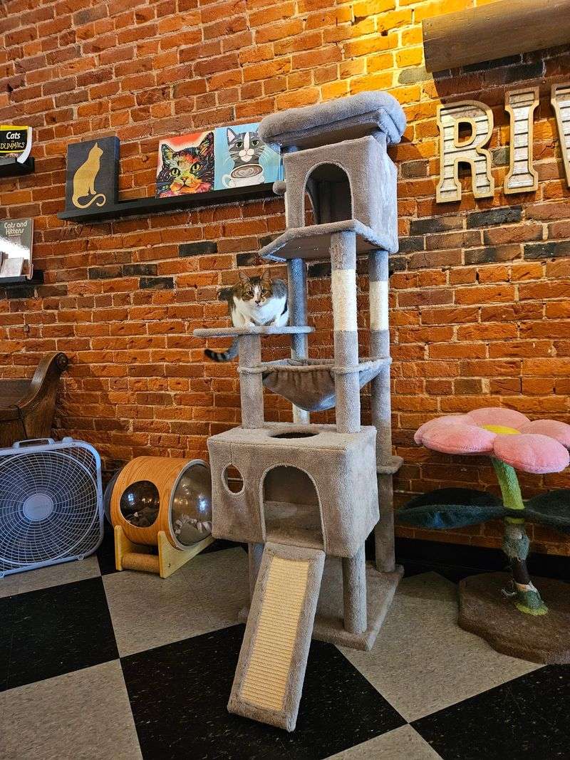 Rescue Cats Run The Show In A Lounge Built Just For Them