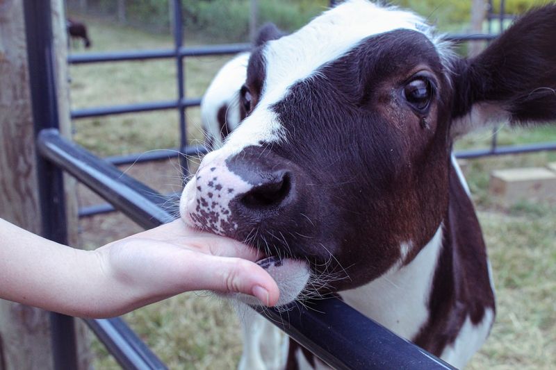 Ricardo the Bull Who Made Headlines Ricardo the Bull Who Made Headlines