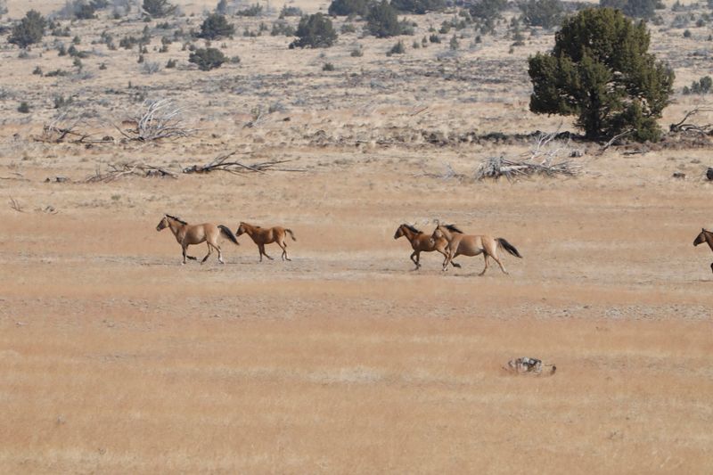 Riding Out To See The Wild Kiger Mustangs
