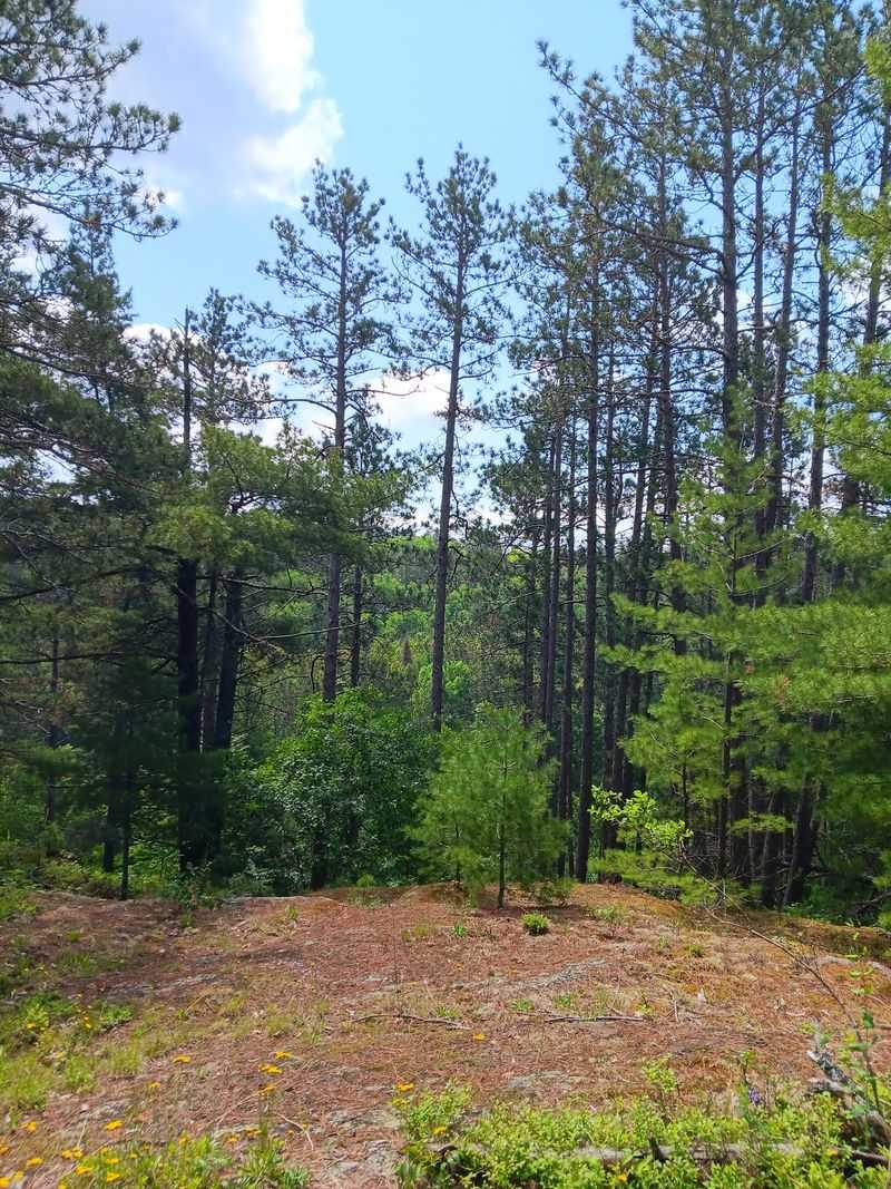 Rock Ridges, Blueberries, And Forest Footpaths Rock Ridges, Blueberries, And Forest Footpaths