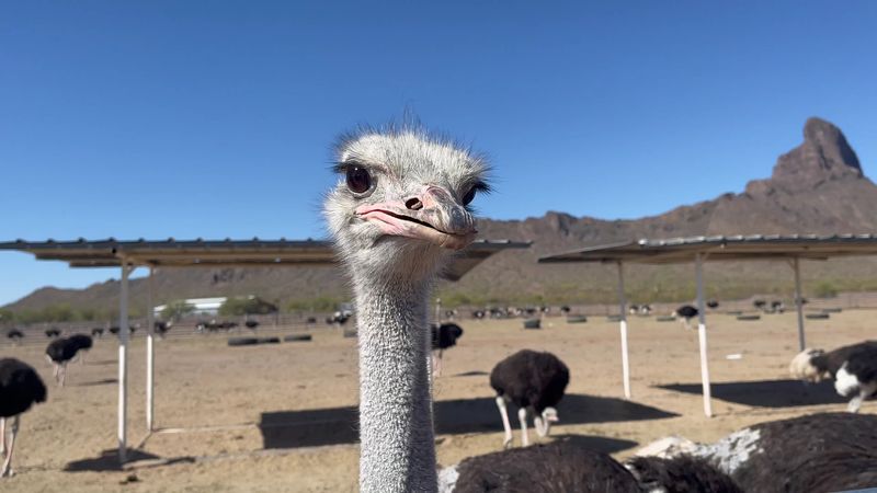 Rooster Cogburn Ostrich Ranch, Picacho