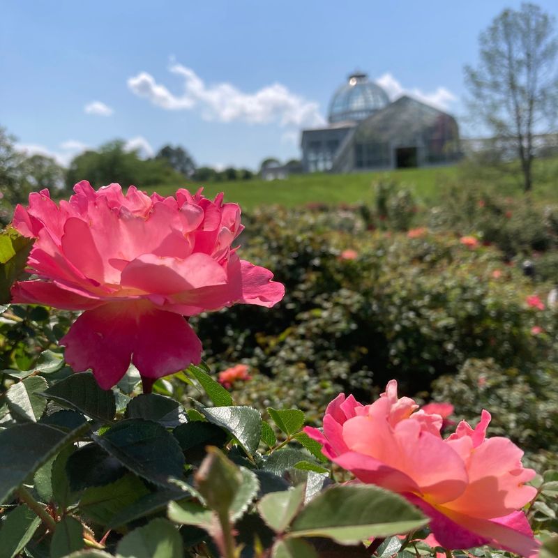 Rose Terraces That Perfume The Whole Hillside Rose Terraces That Perfume The Whole Hillside