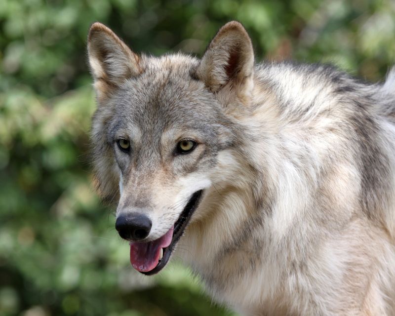 Saint Francis Wolf Sanctuary