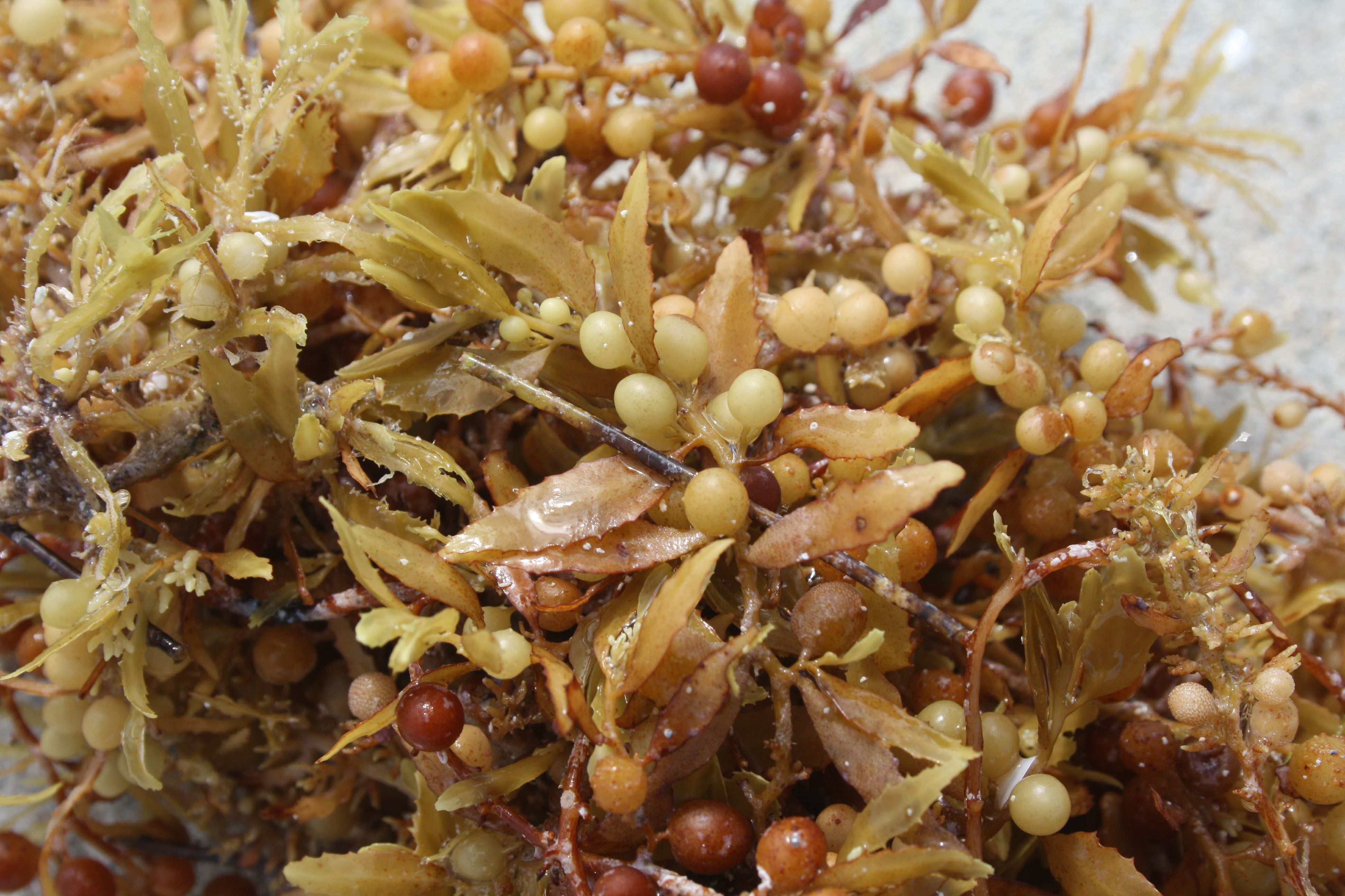 Sargassum found on the beach