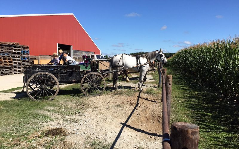 See Horse-Drawn Buggies Park Alongside the Cars