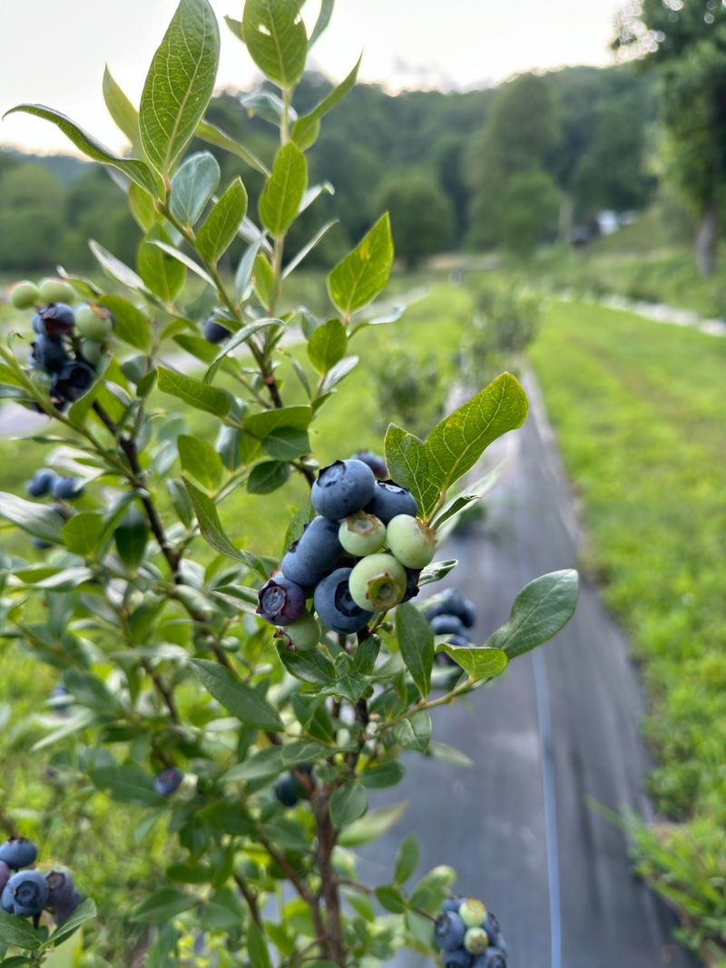 Seven Kinds of Blueberry Bushes and a Very Purple Afternoon Seven Kinds of Blueberry Bushes and a Very Purple Afternoon
