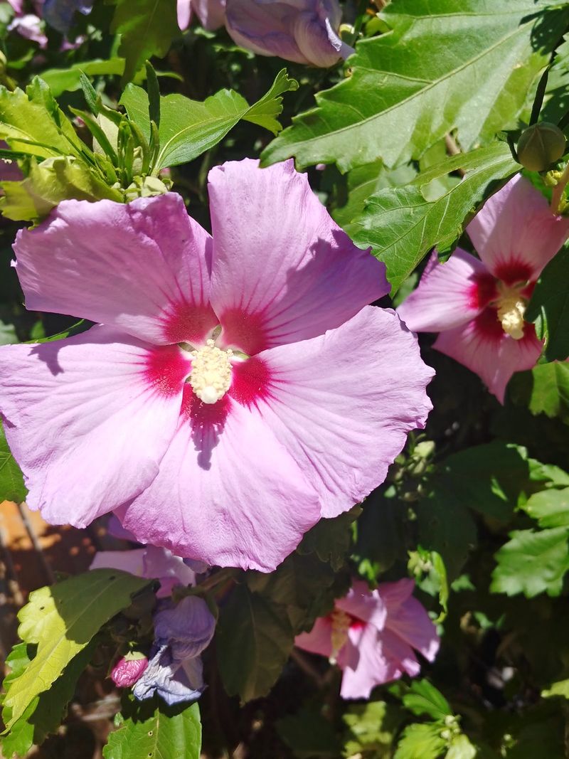 Shade, Misters, And Surviving A Hot Oregon Afternoon Shade, Misters, And Surviving A Hot Oregon Afternoon