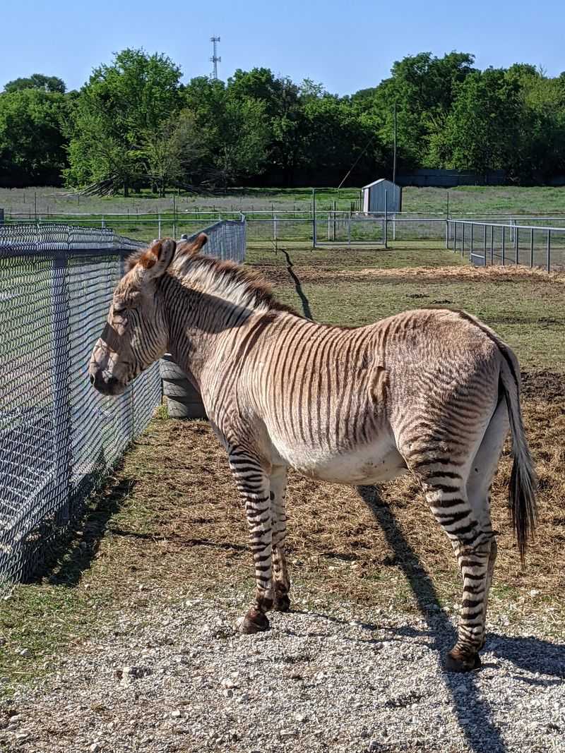 Sharkarosa Wildlife Ranch