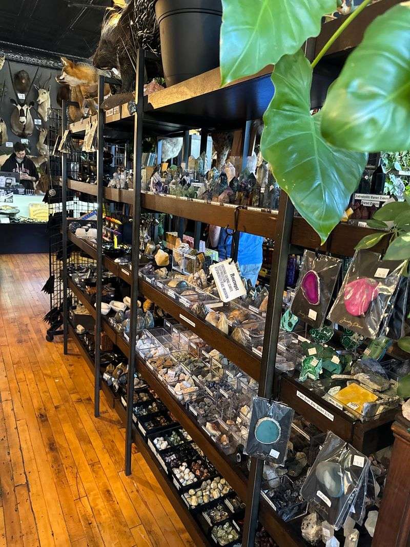 Shelves Packed With Bone, Wing, And Wonder