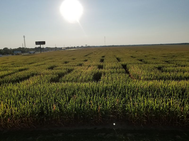 Sixteen Acres Of Corn That Swallows Your Sense Of Direction