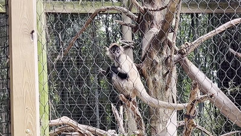 Sloths, Ocelots, Spider Monkeys and Other Slow Motion Stars