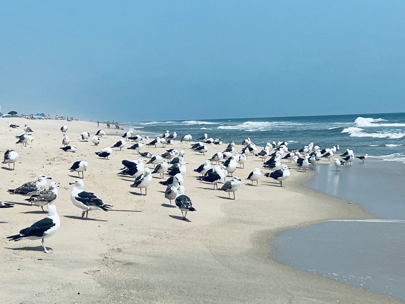 Smaller Beach, Quieter Days Smaller Beach, Quieter Days