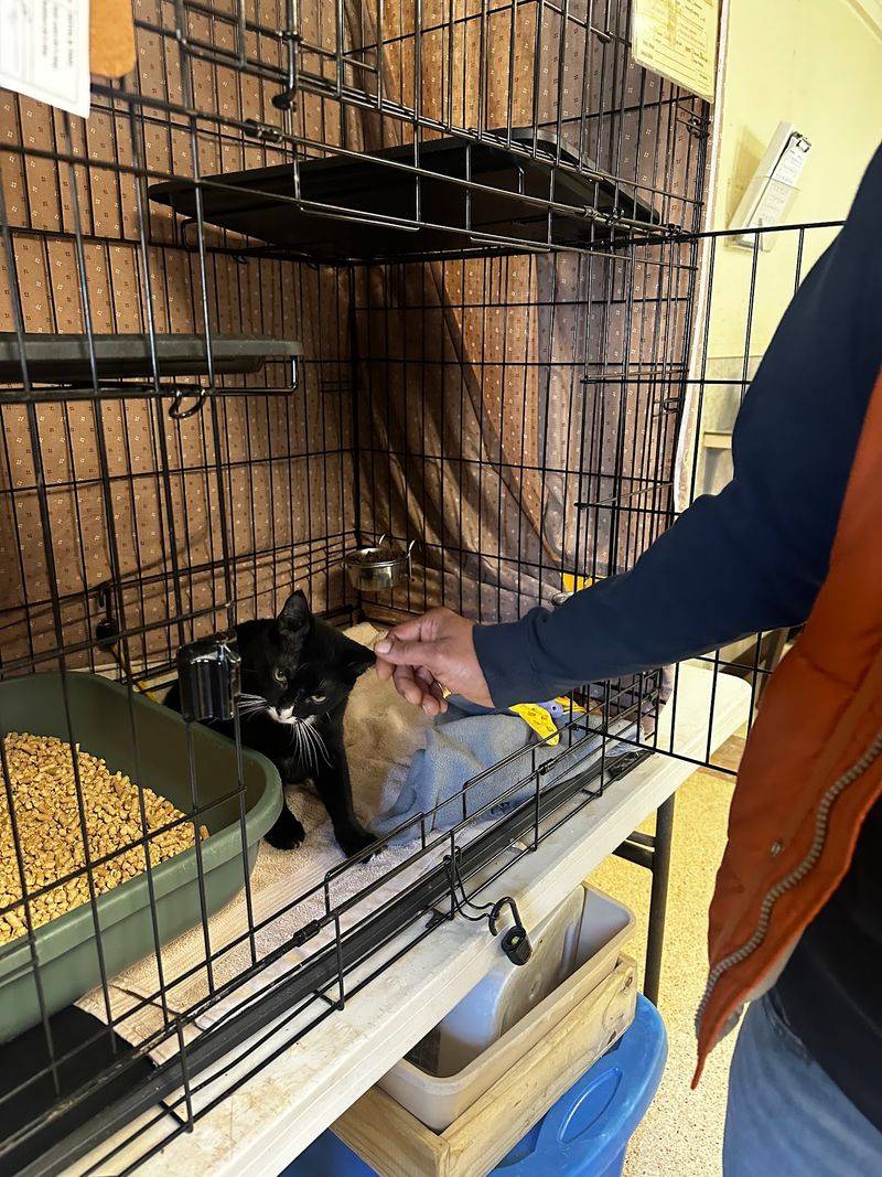 Special Care for FIV and Feline Leukemia Kitties