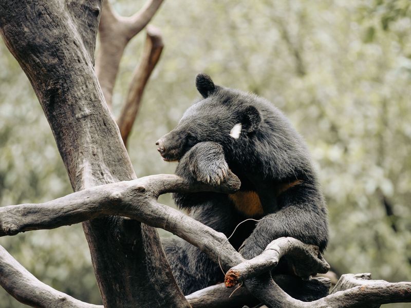 Spot a Bear in the Wild