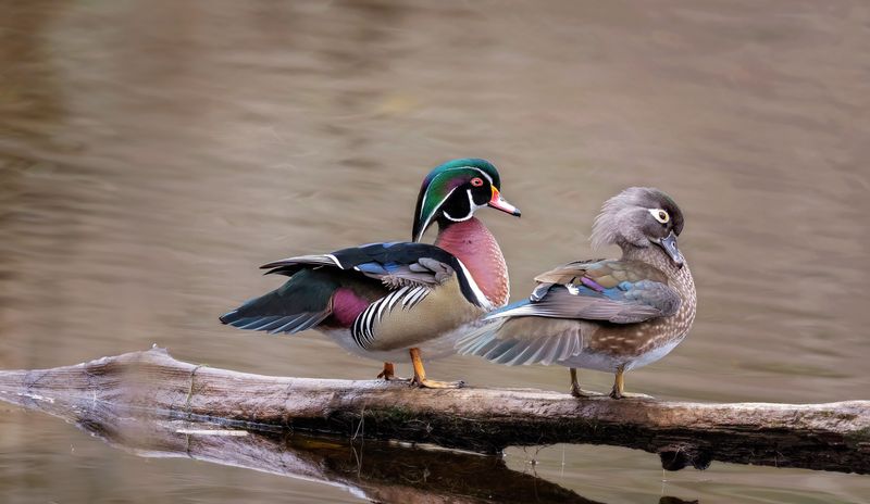 Spotting Wood Ducks and the Stunning Waterfowl That Share Their Home