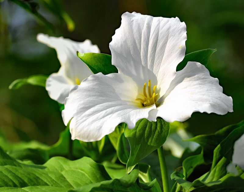 Spring Wildflowers Put On a Short, Spectacular Show